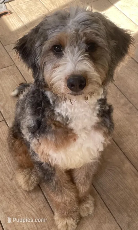 Harriet – Bernedoodle puppy for sale in Granite Falls, WA