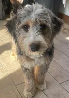 Harriet, a male Bernedoodle for sale in Granite Falls, WA – Photo 3 of 3