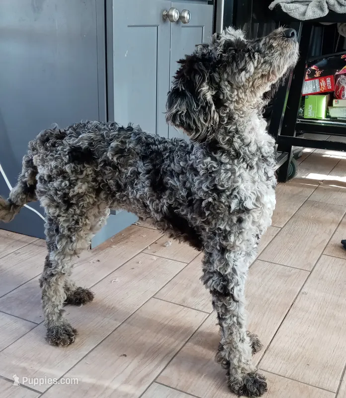 Tiffany – Goldendoodle, Poodle - Miniature  puppy for sale in Lake Stevens, WA