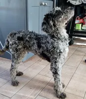 Tiffany, a female Goldendoodle and Poodle - Miniature  for sale in Lake Stevens, WA – 1 of 5