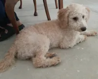 Missy, a female Miniature Bernedoodle for sale in Lake Stevens, WA – 6 of 10