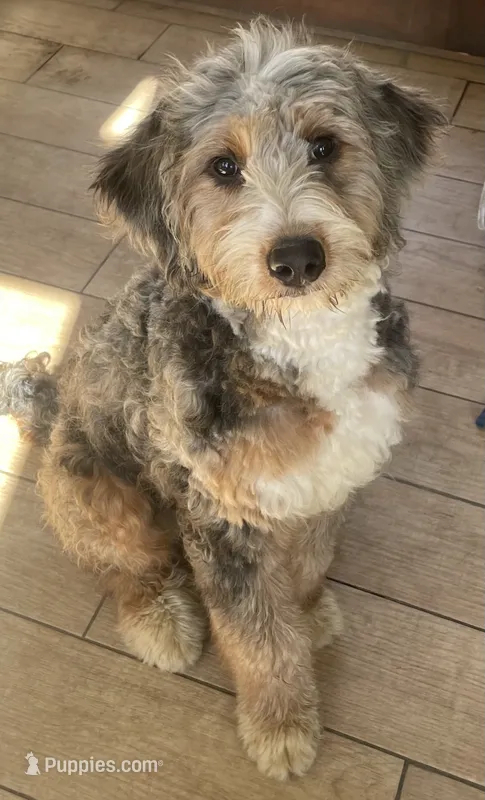 Lil Miss – Miniature Bernedoodle puppy for sale in Lake Stevens, WA