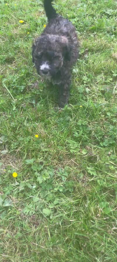 Jenet, a female Poodle - Standard  and Miniature Bernedoodle for sale in Lake Stevens, WA – 7 of 7
