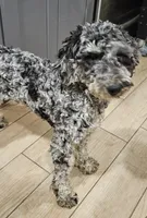 Tiffany, a female Goldendoodle and Poodle - Miniature  for sale in Lake Stevens, WA – 3 of 5