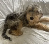 Chip, a male Miniature Bernedoodle for sale in Lake Stevens, WA – 5 of 6