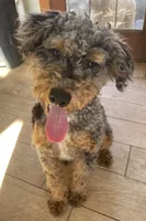 Chester Tri, a male Bernedoodle and Miniature Bernedoodle for sale in Lake Stevens, WA – 9 of 10