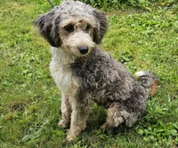 Lil Hat, a female Miniature Bernedoodle for sale in Lake Stevens, WA – 6 of 10