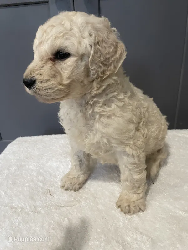 LeDuex – Goldendoodle, Poodle - Standard  puppy for sale in Lake Stevens, WA