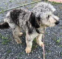 Chip, a male Miniature Bernedoodle for sale in Lake Stevens, WA – 3 of 10