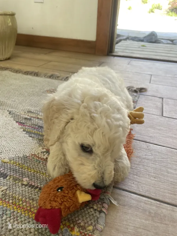 Dalia – Poodle - Standard , Miniature Bernedoodle puppy for sale in Lake Stevens, WA