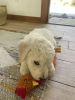 Dalia, a female Poodle - Standard  and Miniature Bernedoodle for sale in Lake Stevens, WA – 1 of 3