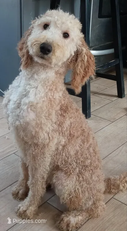 Ralph – Goldendoodle, Poodle - Miniature  puppy for sale in Granite Falls, WA
