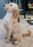 Ralph, a male Goldendoodle and Poodle - Miniature  for sale in Granite Falls, WA – Photo 3 of 6