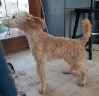 Ralph, a male Goldendoodle and Poodle - Miniature  for sale in Granite Falls, WA – Photo 2 of 6