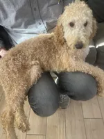 Ralph, a male Goldendoodle and Poodle - Miniature  for sale in Granite Falls, WA – Photo 6 of 6