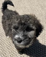 Jenet, a female Poodle - Standard  and Miniature Bernedoodle for sale in Lake Stevens, WA – 3 of 7