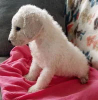 Tink, a female Goldendoodle and Poodle - Standard  for sale in Lake Stevens, WA – 7 of 9