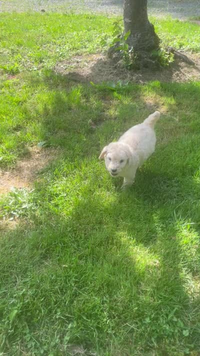 Belle, a female Goldendoodle for sale in Lake Stevens, WA – 5 of 5