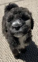 Jenet, a female Poodle - Standard  and Miniature Bernedoodle for sale in Lake Stevens, WA – 2 of 7