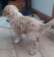 Pender, a male Goldendoodle and Miniature Bernedoodle for sale in Lake Stevens, WA – 4 of 7