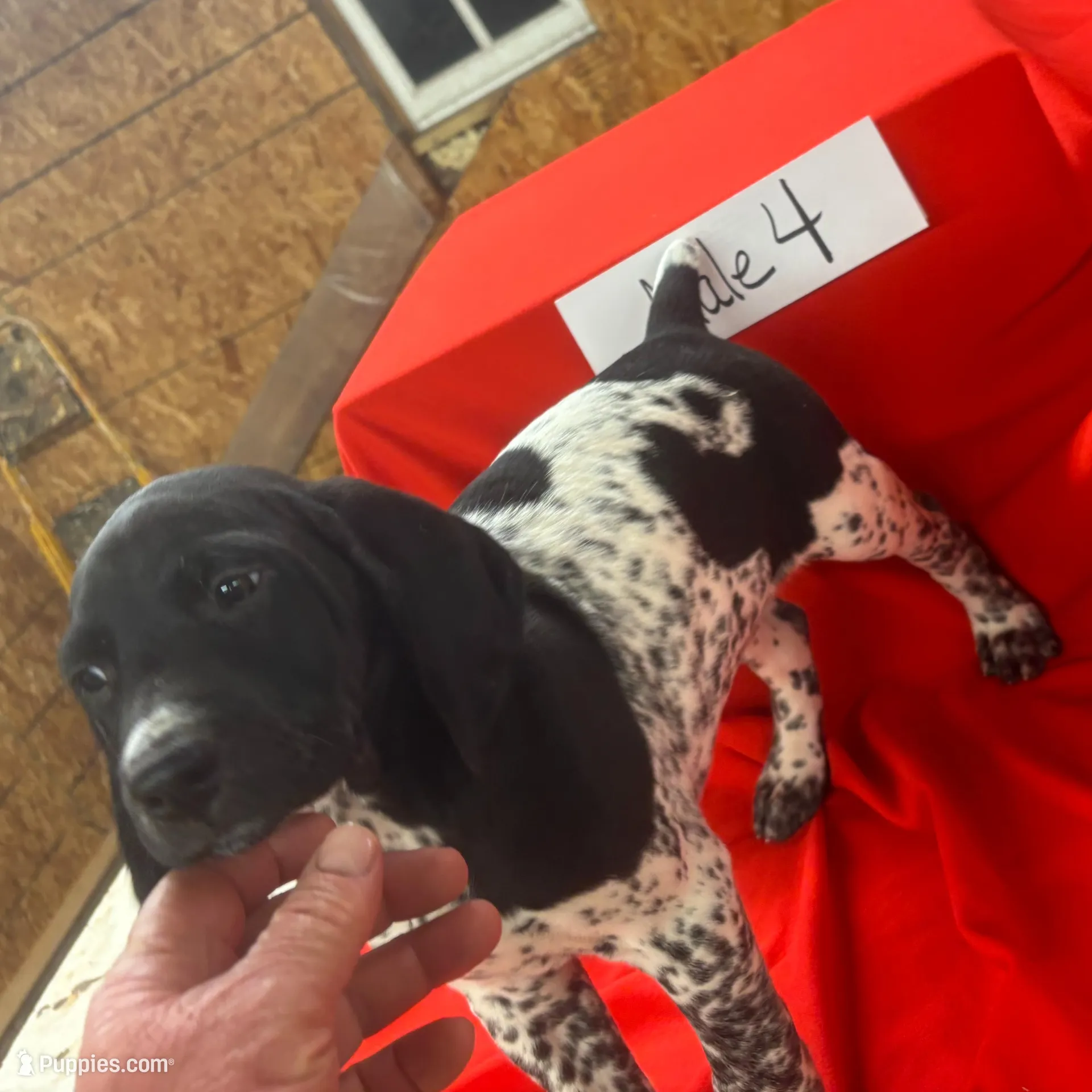 Trigger, a male German Shorthaired Pointer for sale in Alton, IA – Photo 3 of 9