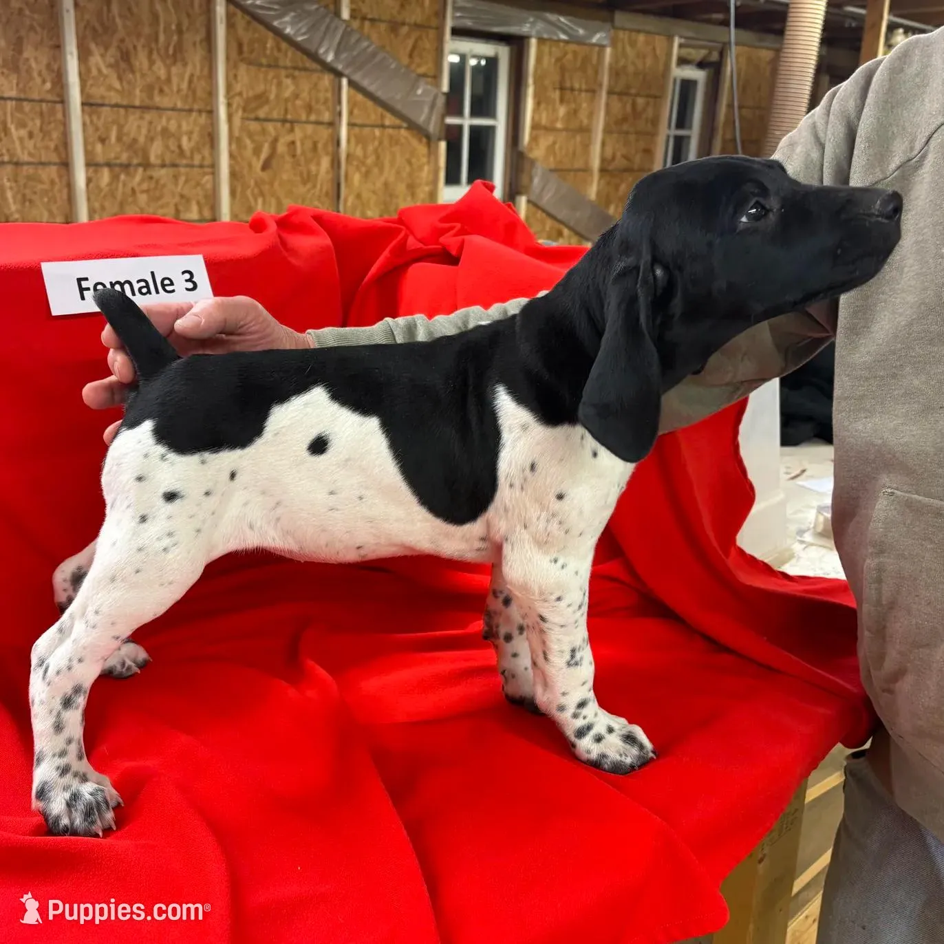 Female 3, a female German Shorthaired Pointer for sale in Alton, IA – Photo 2 of 5