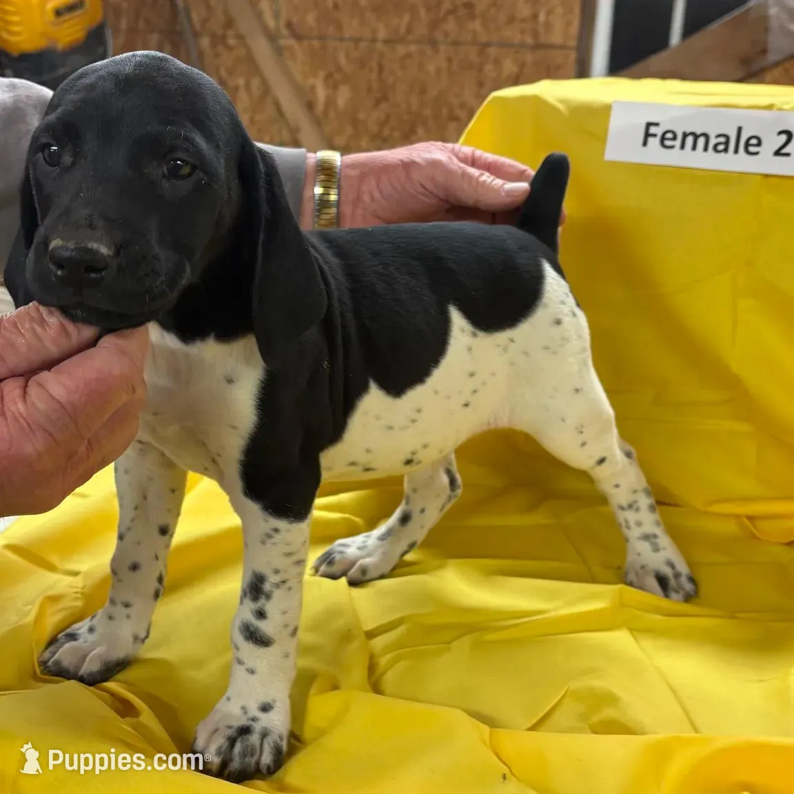 Female 3, a female German Shorthaired Pointer for sale in Alton, IA – Photo 4 of 5