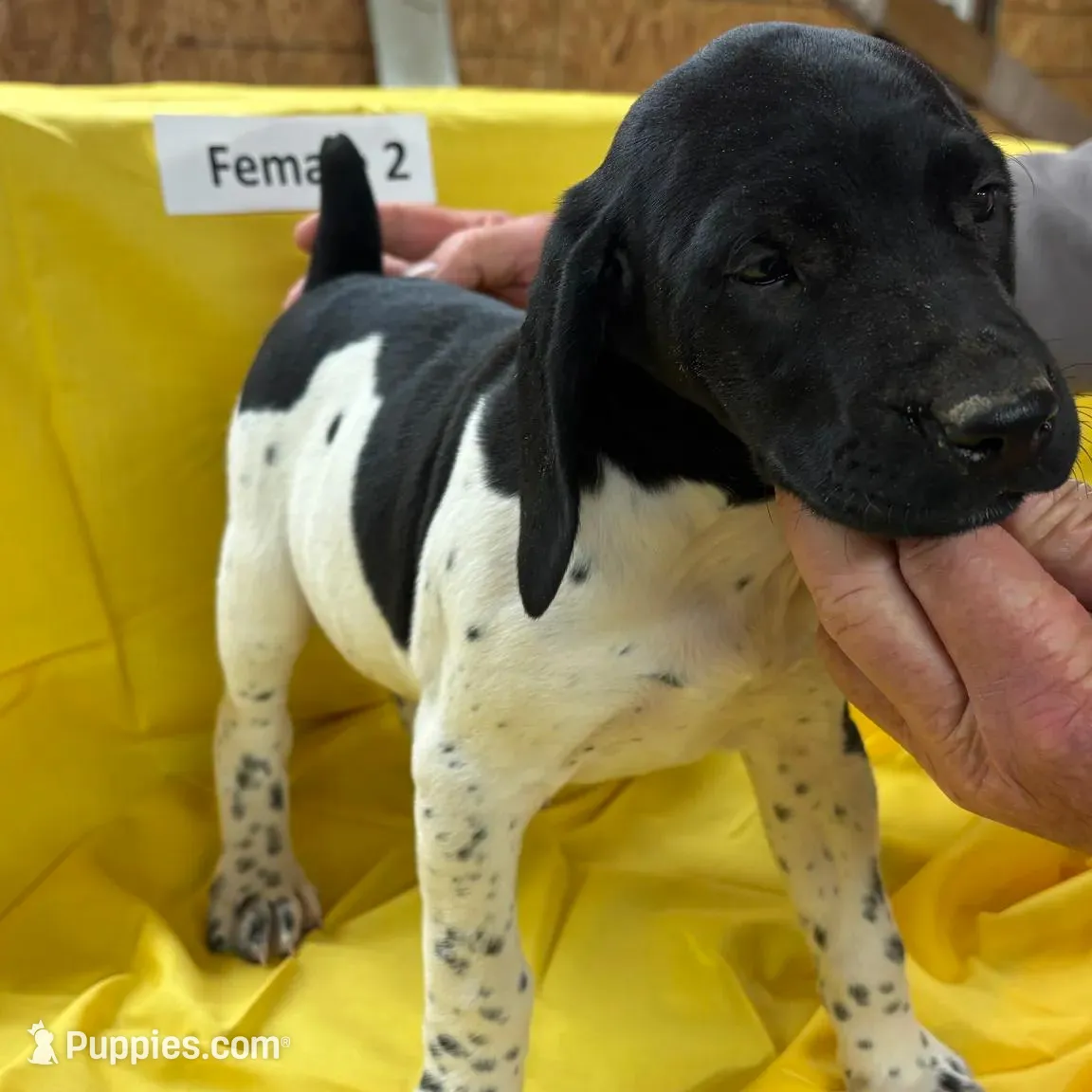 Female 3, a female German Shorthaired Pointer for sale in Alton, IA – Photo 3 of 5