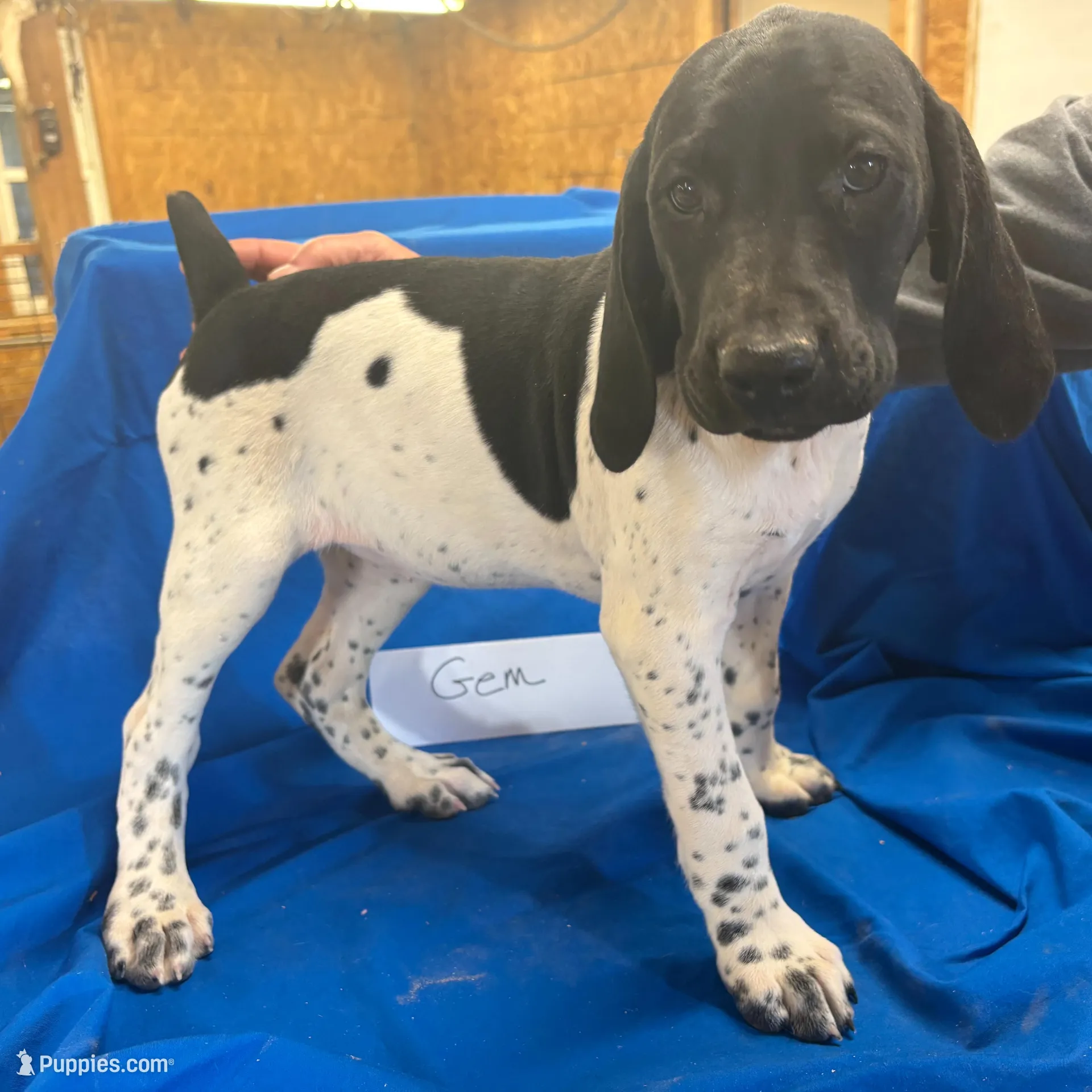 Gem, a female German Shorthaired Pointer for sale in Alton, IA – Photo 2 of 7