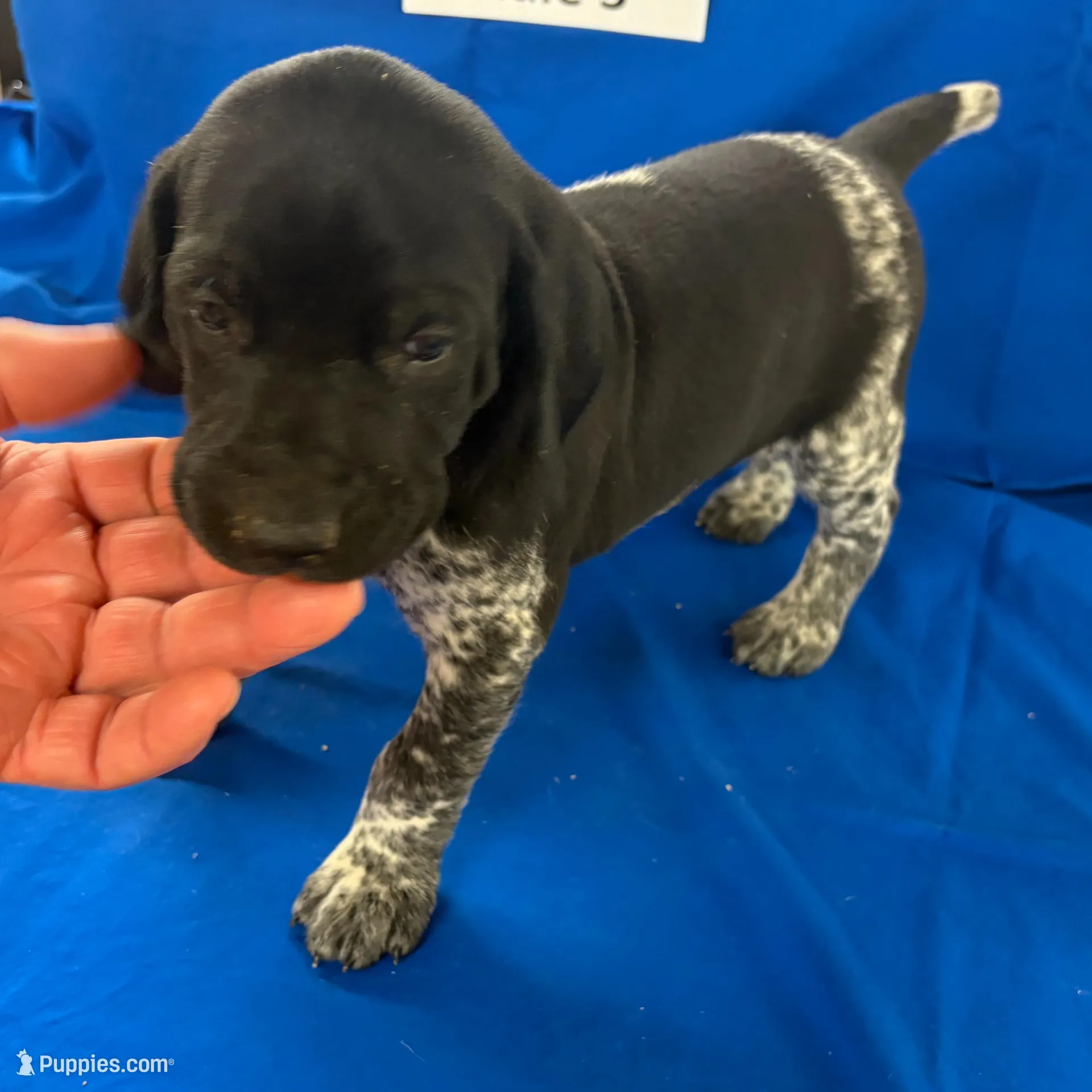 Male 3, a male German Shorthaired Pointer for sale in Alton, IA – Photo 6 of 8
