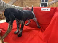 Male 3, a male German Shorthaired Pointer for sale in Alton, IA – Photo 3 of 8