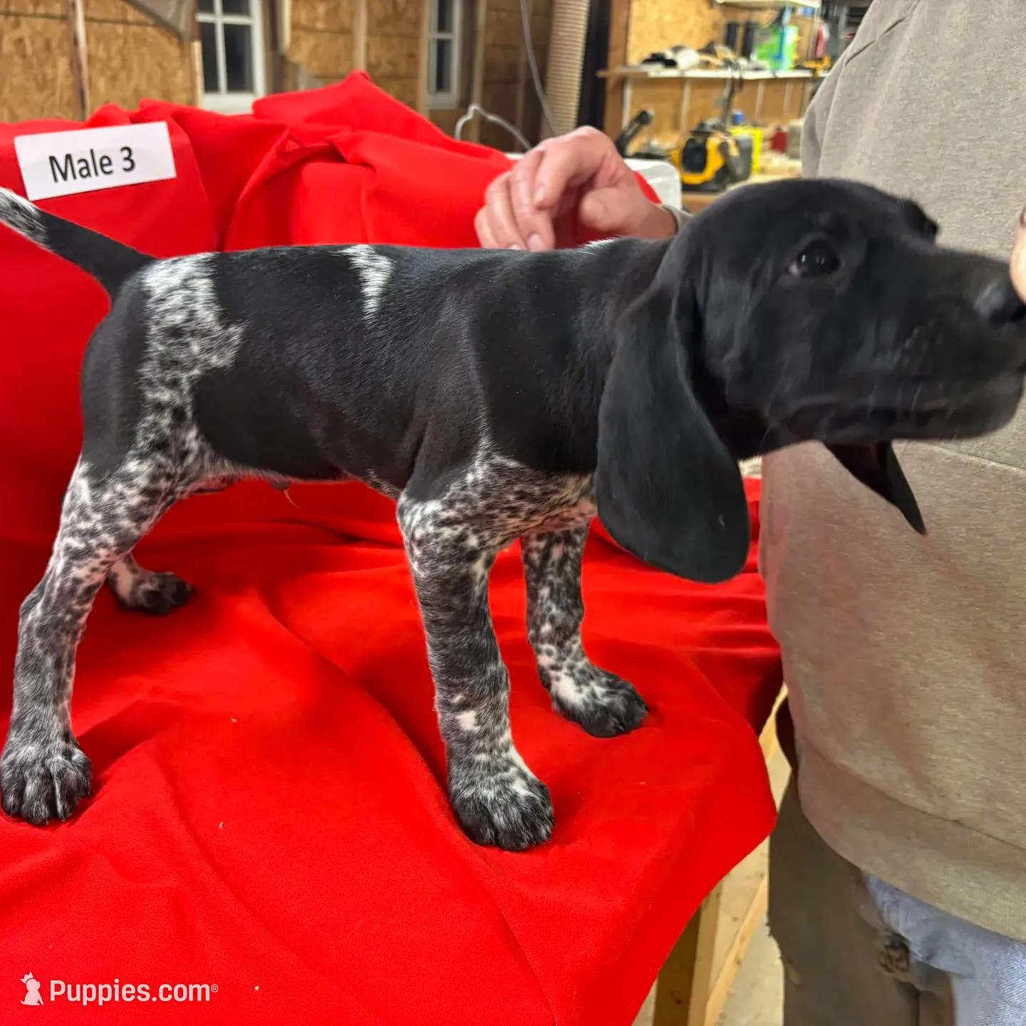 Male 3, a male German Shorthaired Pointer for sale in Alton, IA – Photo 4 of 8