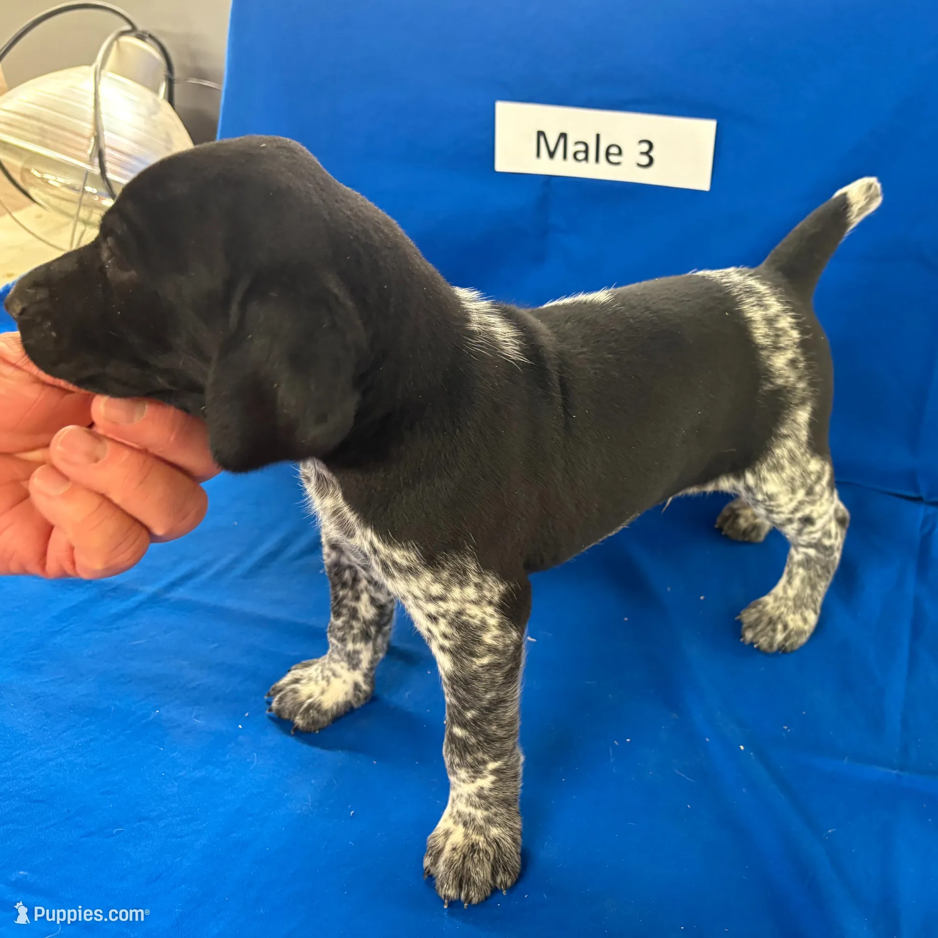Male 3, a male German Shorthaired Pointer for sale in Alton, IA – Photo 7 of 8