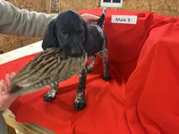 Male 3, a male German Shorthaired Pointer for sale in Alton, IA – Photo 2 of 8