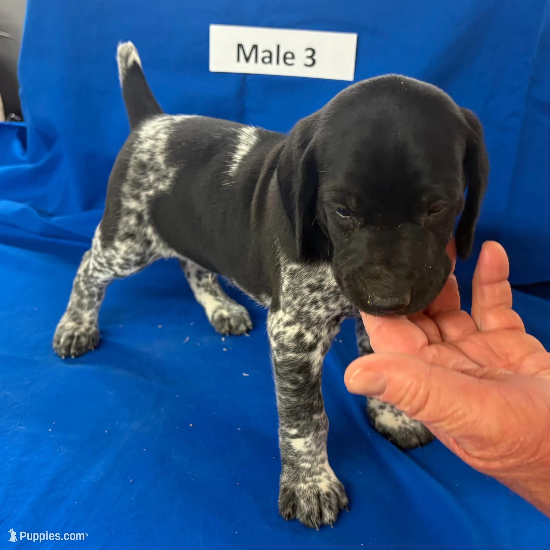 Male 3, a male German Shorthaired Pointer for sale in Alton, IA – Photo 8 of 8