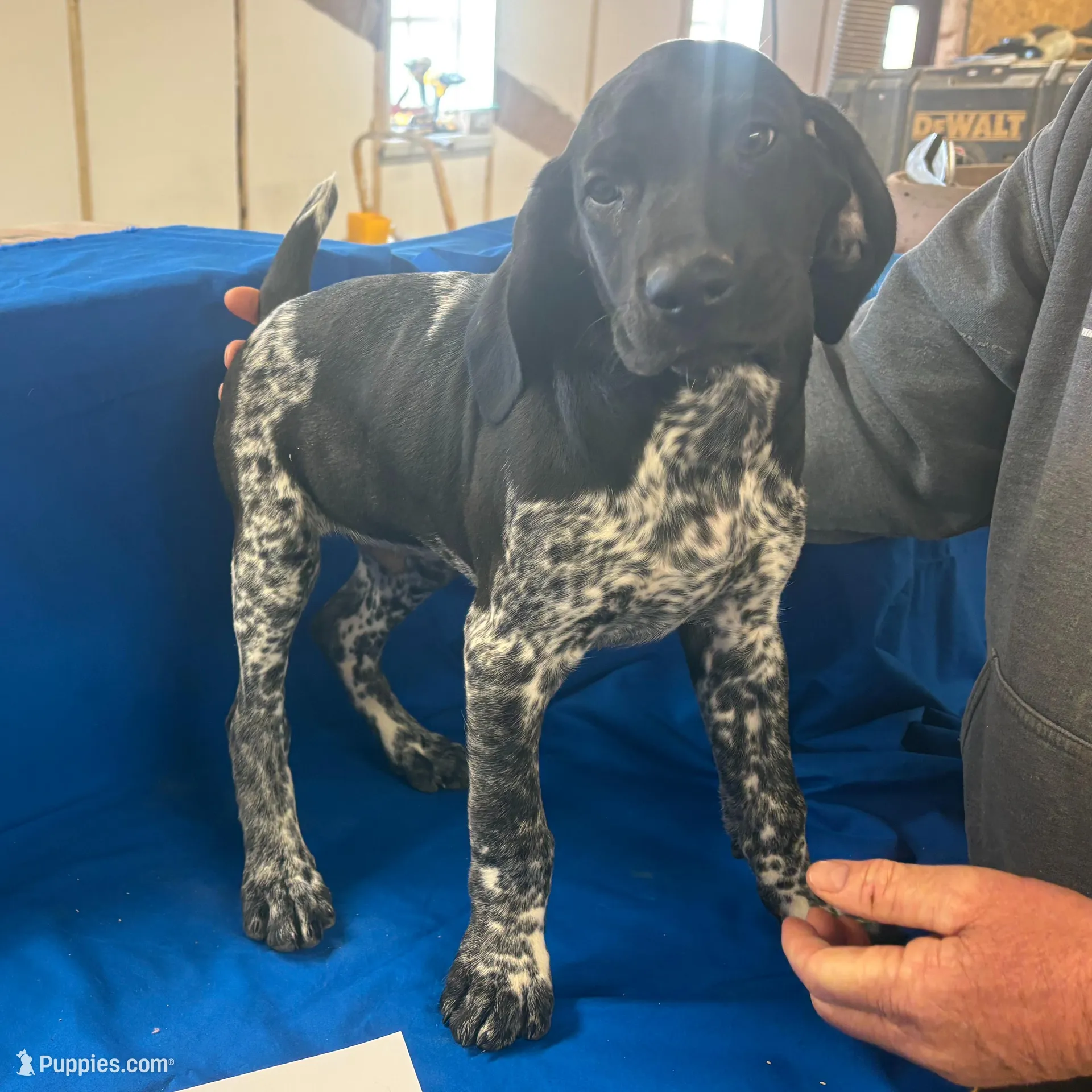 Lightning, a male German Shorthaired Pointer for sale in Alton, IA – Photo 2 of 10