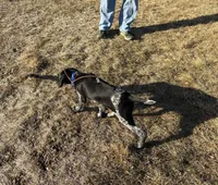 Buddy, a male German Shorthaired Pointer for sale in Alton, IA – Photo 4 of 8