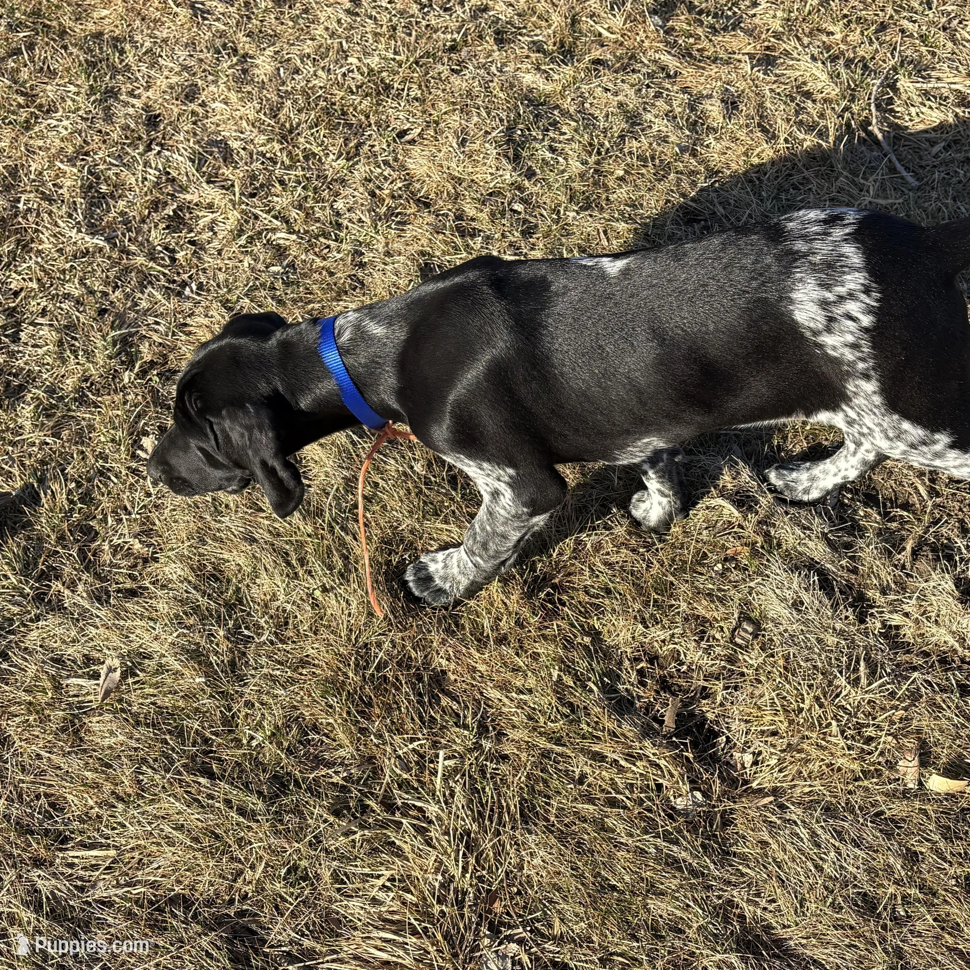 Buddy – German Shorthaired Pointer puppy for sale in Alton, IA