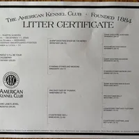 Buddy, a male German Shorthaired Pointer for sale in Alton, IA – Photo 6 of 8