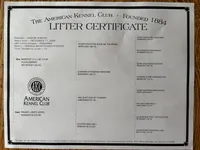 Male 3, a male German Shorthaired Pointer for sale in Alton, IA – Photo 5 of 8