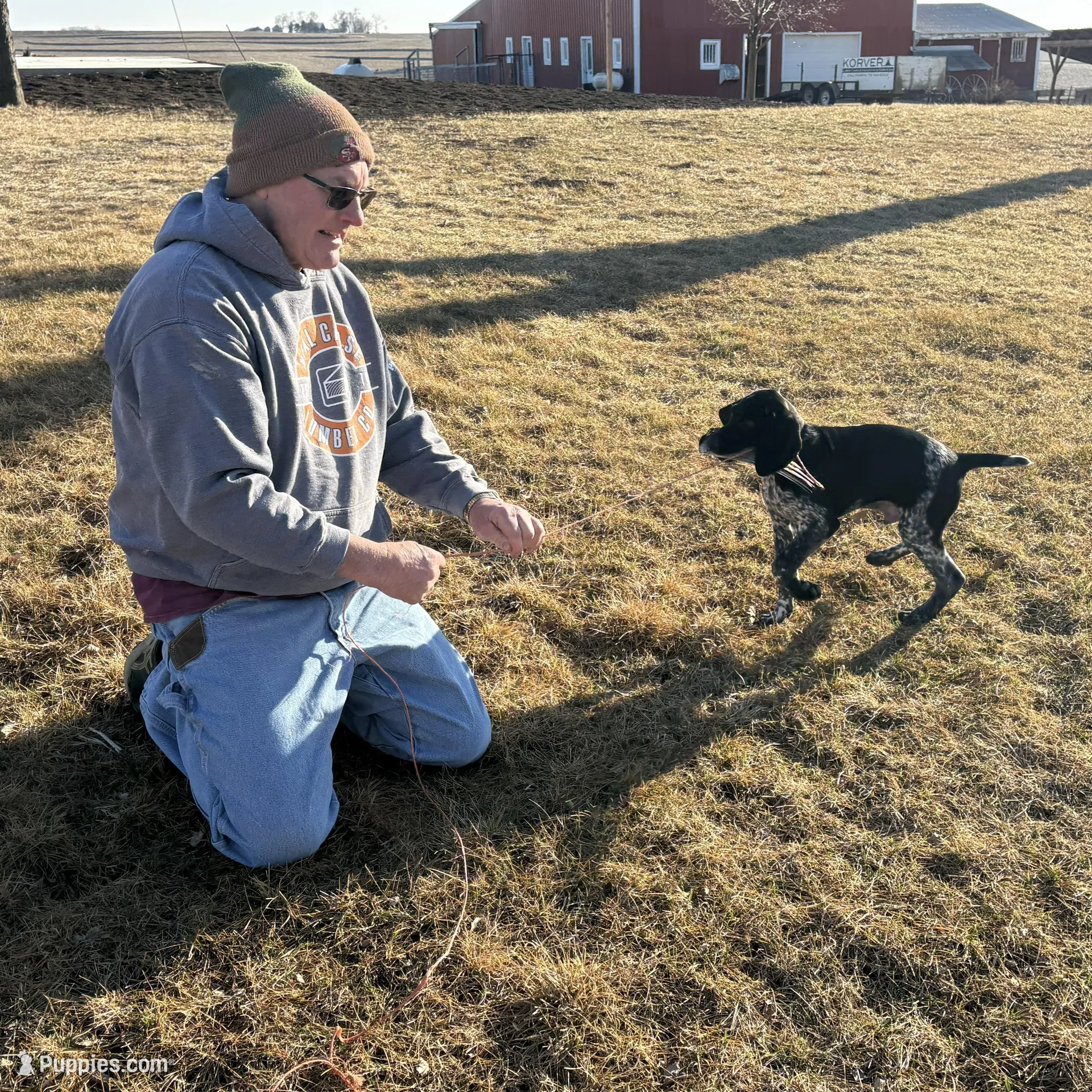 Buddy, a male German Shorthaired Pointer for sale in Alton, IA – Photo 3 of 8