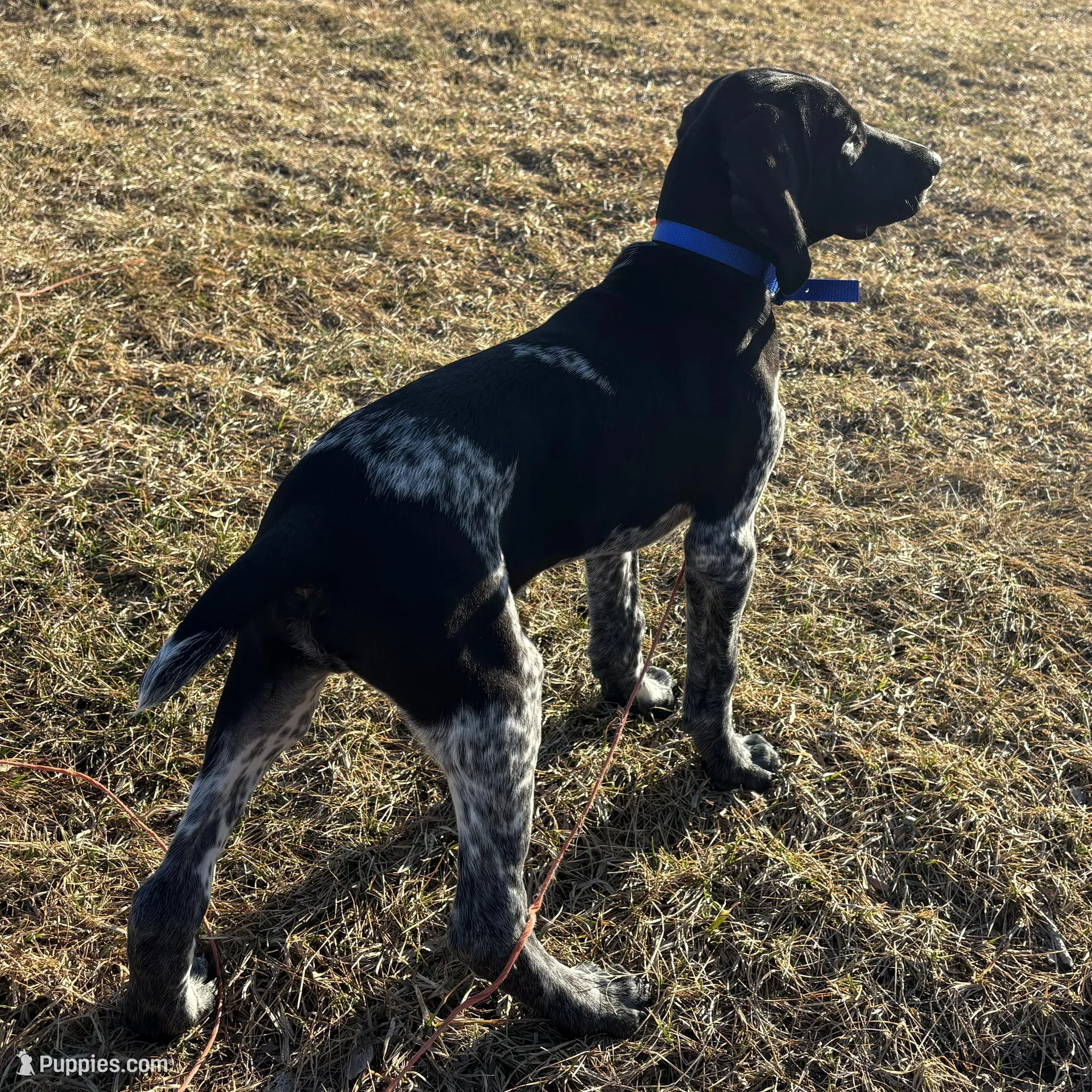Buddy, a male German Shorthaired Pointer for sale in Alton, IA – Photo 2 of 8