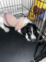 Krème, a female Labradoodle and Poodle - Standard  for sale in Atlanta, GA – Photo 3 of 4