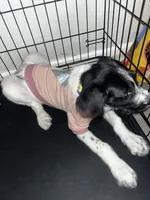 Krème, a female Labradoodle and Poodle - Standard  for sale in Atlanta, GA – Photo 4 of 4