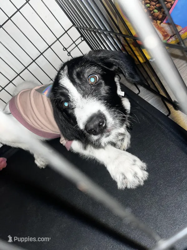 Krème – Labradoodle, Poodle - Standard  puppy for sale in Atlanta, GA