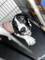 Krème, a female Labradoodle and Poodle - Standard  for sale in Atlanta, GA – Photo 1 of 4