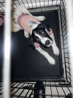 Krème, a female Labradoodle and Poodle - Standard  for sale in Atlanta, GA – Photo 2 of 4