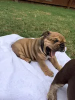 Elvira , a female English Bulldog for sale in Lake Stevens, WA – 8 of 8