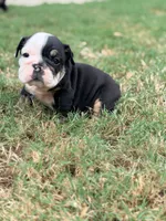 Wednesday, a female English Bulldog for sale in Lake Stevens, WA – 5 of 6
