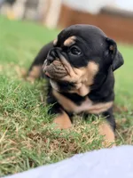 Chucky, a male English Bulldog for sale in Lake Stevens, WA – 5 of 6